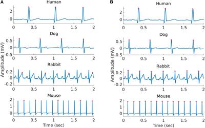 PhysioZoo: A Novel Open Access Platform for Heart Rate Variability Analysis of Mammalian Electrocardiographic Data